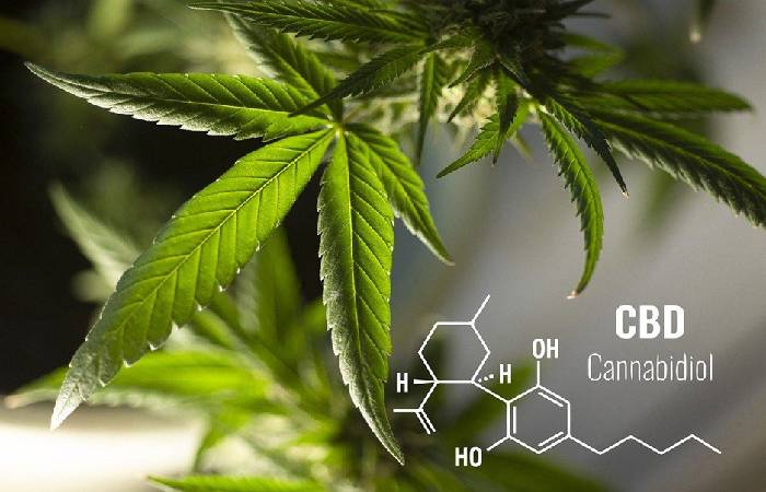 10 Myths About CBD Products Busted