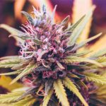 What is Cannabinol Used For_