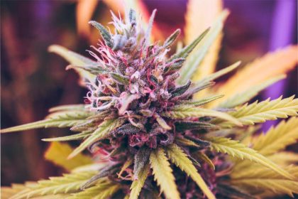 What is Cannabinol Used For_